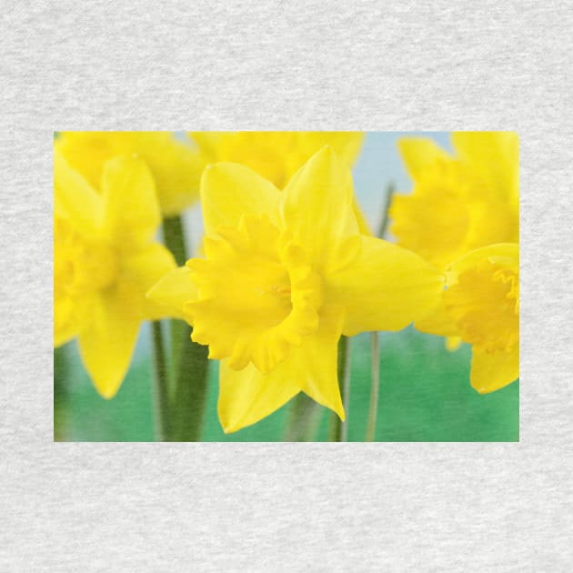 Narcissus  &#39;Standard Value&#39;   Division 1  Trumpet Daffodil by chrisburrows